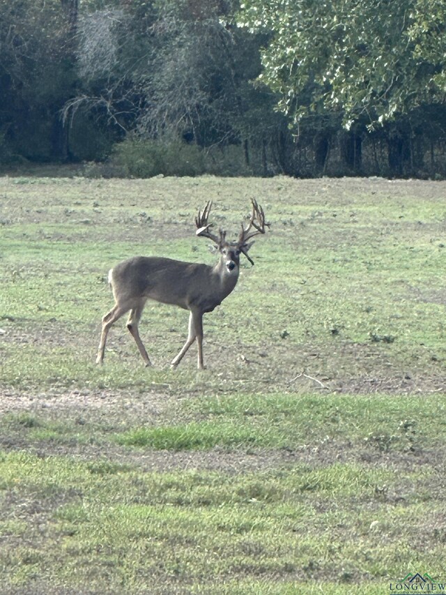 TBD Fm 805, Jefferson, TX 75657 - photo 18