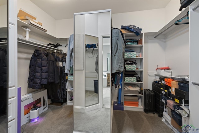 walk in closet featuring carpet flooring