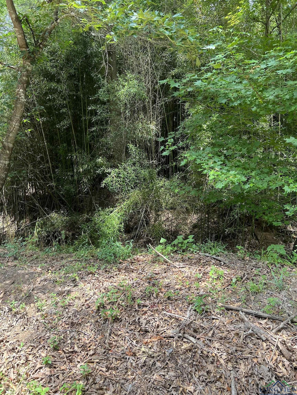 TBD Cr 4130, Mount Vernon, TX 75457 - photo 1