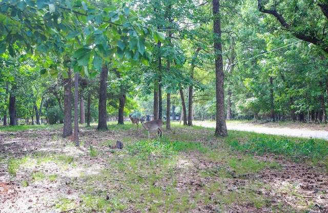 325 Laurel Ln, Holly Lake Ranch, TX 75765 - view of nature