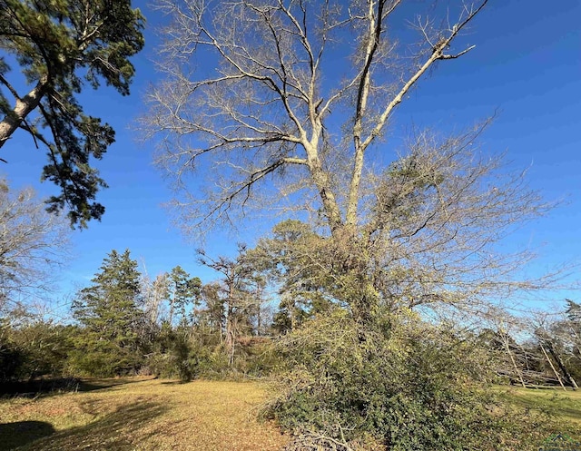 view of local wilderness