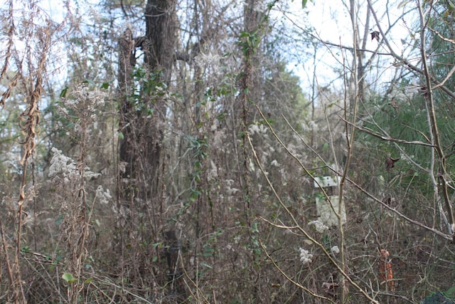 view of local wilderness