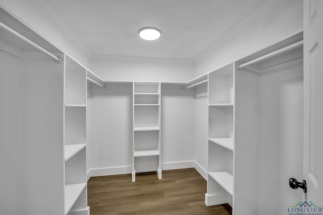 spacious closet featuring dark wood-type flooring