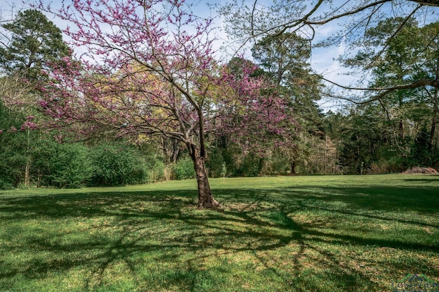 view of yard with a wooded view