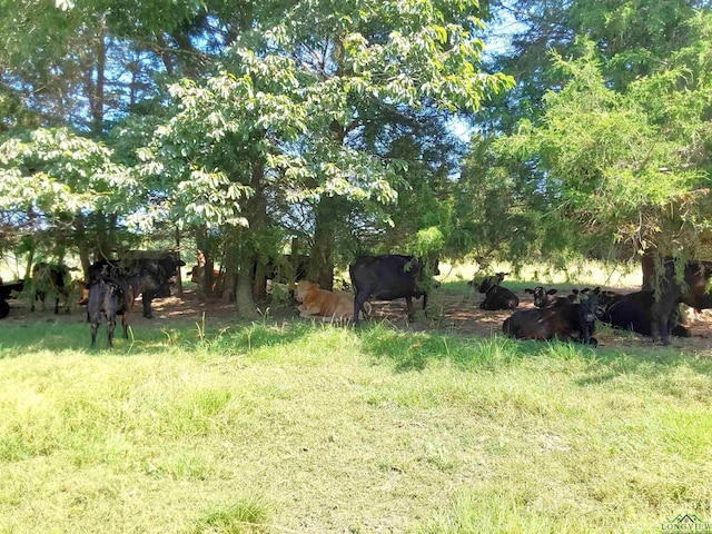 1226 County Road 1896, Linden, TX 75563 - view of yard