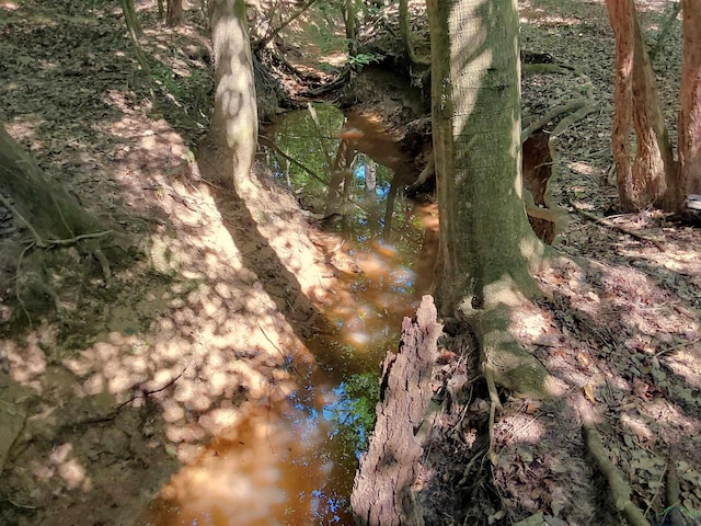 1226 County Road 1896, Linden, TX 75563 - view of local wilderness