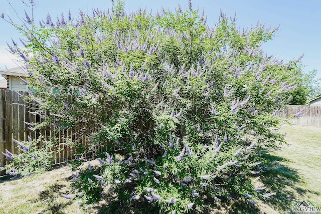 1126 Ruddy Duck, New Braunfels, TX 78130 - view of yard