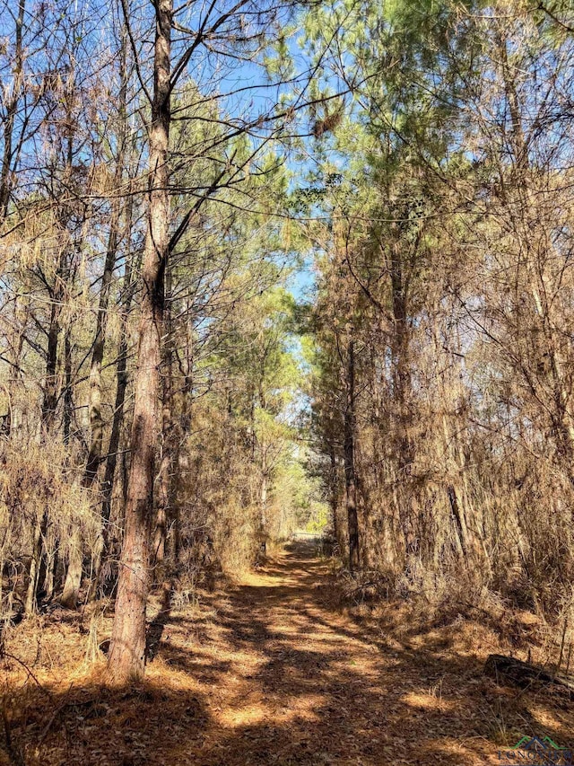 view of local wilderness