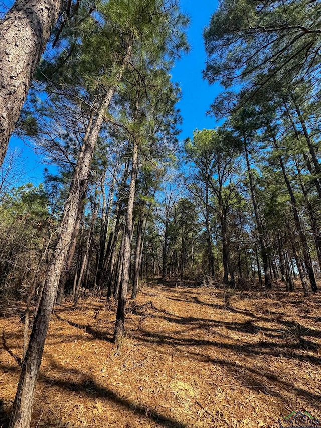 view of local wilderness