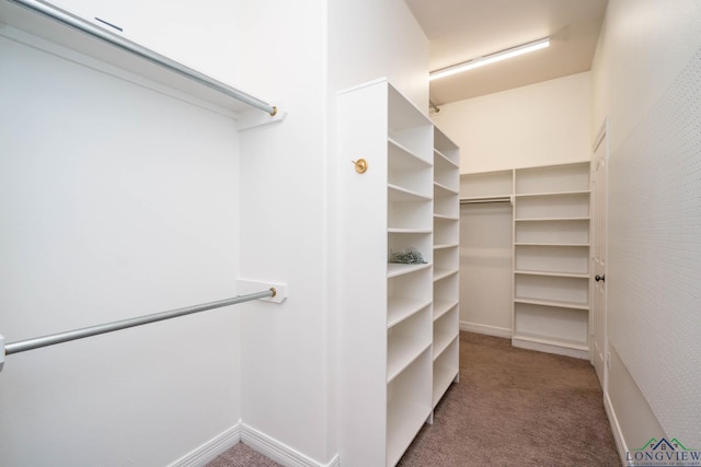walk in closet featuring carpet flooring