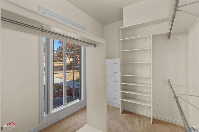 walk in closet featuring light colored carpet