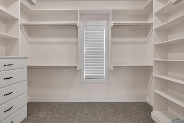 walk in closet featuring carpet flooring