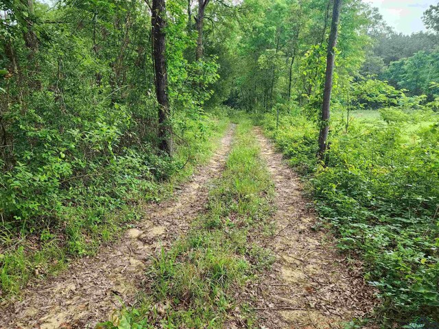 TBD Wild Daisy Rd, Ore City, TX 75683