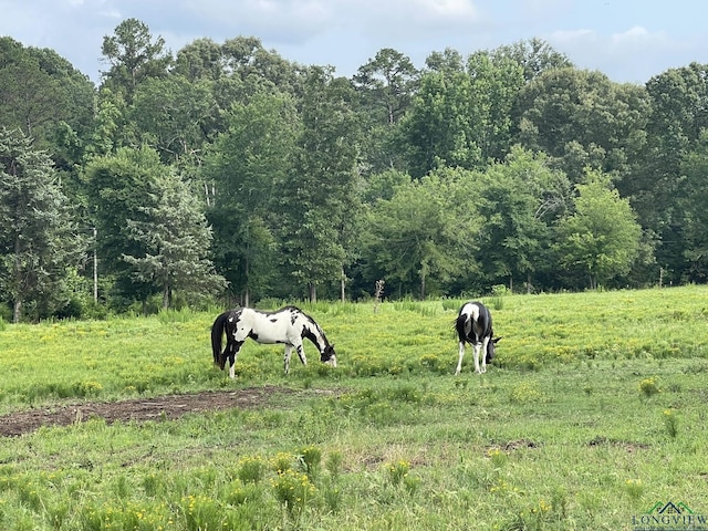 view of local wilderness with a rural view