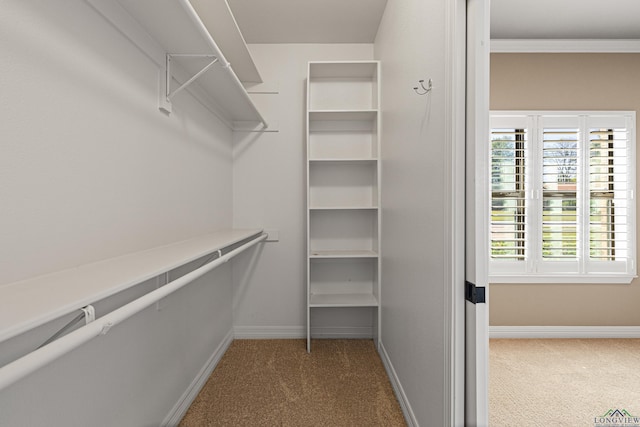 walk in closet with carpet flooring