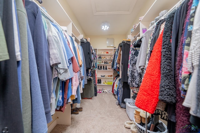 spacious closet featuring attic access and carpet floors