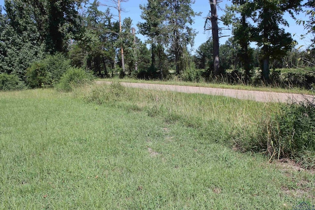 view of local wilderness