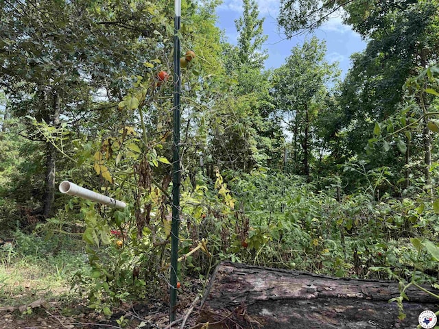 567 Mc 257, Texarkana, AR 71854 - view of wooded area