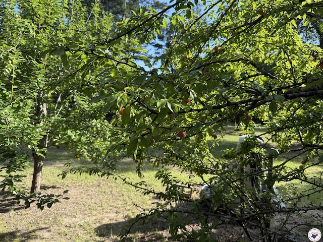567 Mc 257, Texarkana, AR 71854 - view of nature