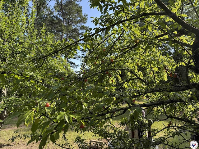 567 Mc 257, Texarkana, AR 71854 - view of local wilderness