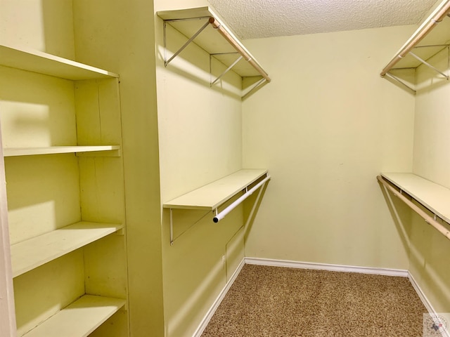 spacious closet featuring carpet