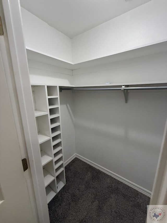 walk in closet featuring carpet flooring