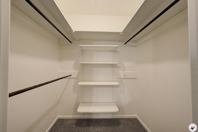 walk in closet featuring carpet flooring