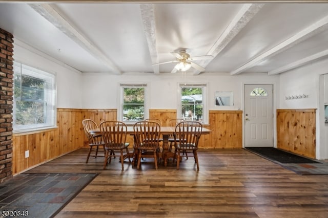 dining area with beam ceiling, wooden walls, ceiling fan, and dark hardwood / wood-style flooring