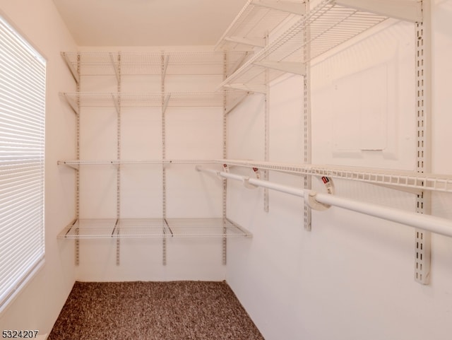 spacious closet featuring carpet