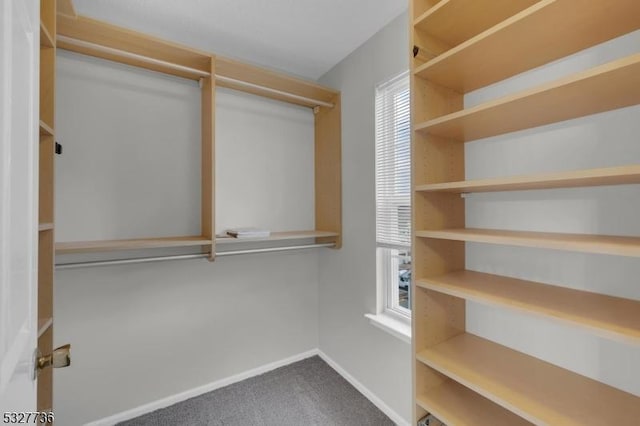 walk in closet with carpet floors