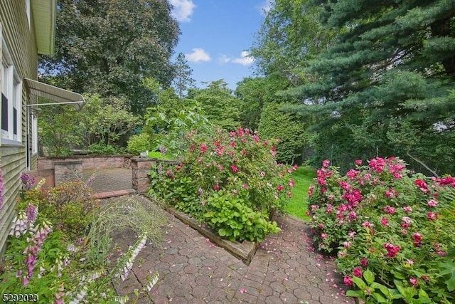 view of yard featuring a patio area