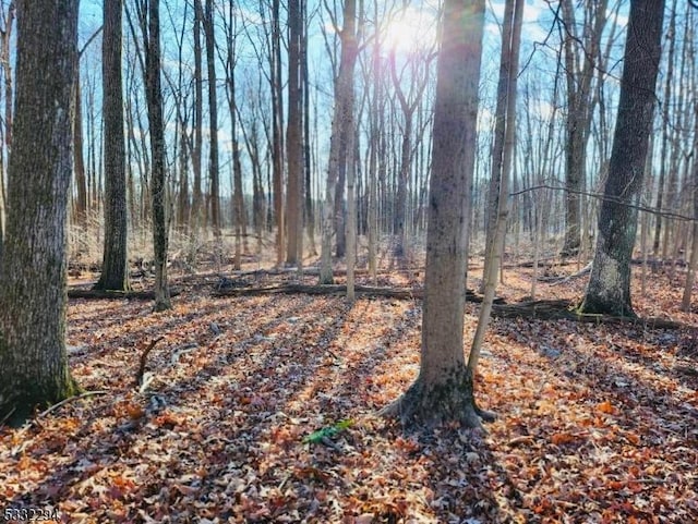 view of local wilderness