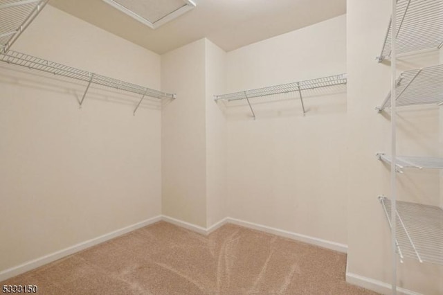 walk in closet with carpet floors