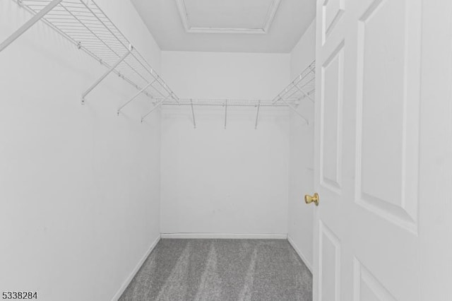 spacious closet featuring carpet floors