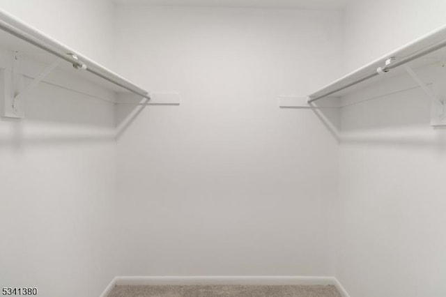 spacious closet featuring carpet