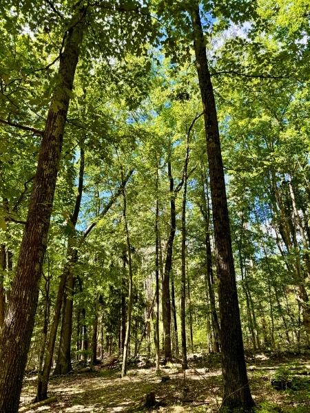 69 Mount Pleasant Rd, Knowlton Twp, NJ 07832 - view of landscape with a view of trees