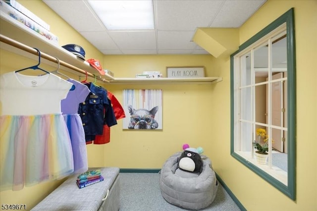 spacious closet featuring a paneled ceiling and carpet floors