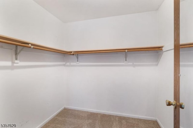 walk in closet with carpet floors