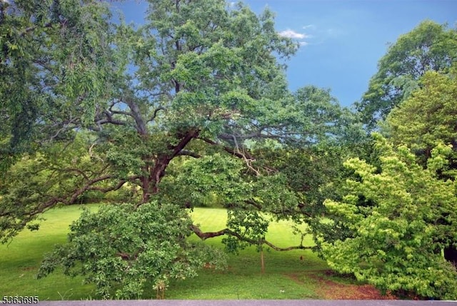 1135 State Route 28, Branchburg Twp, NJ 08876 - view of green lawn