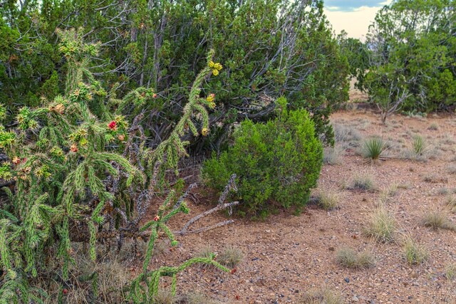 176 Wagon Trl, Cerrillos, NM 87010