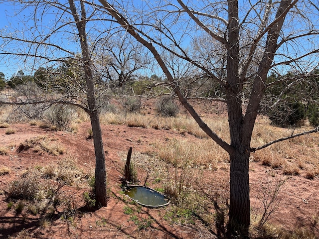 view of local wilderness