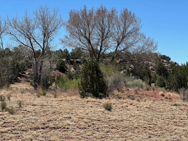 view of local wilderness