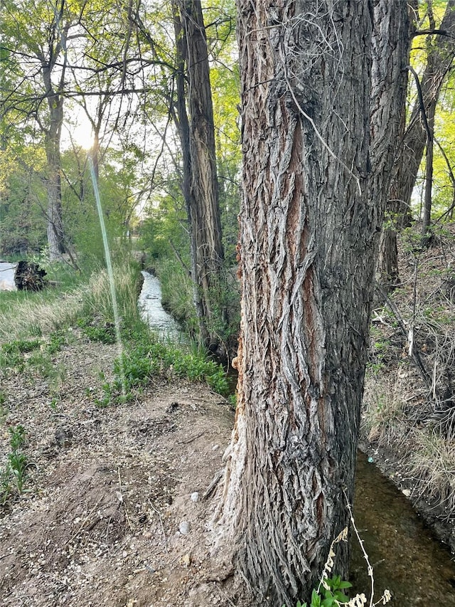 view of local wilderness