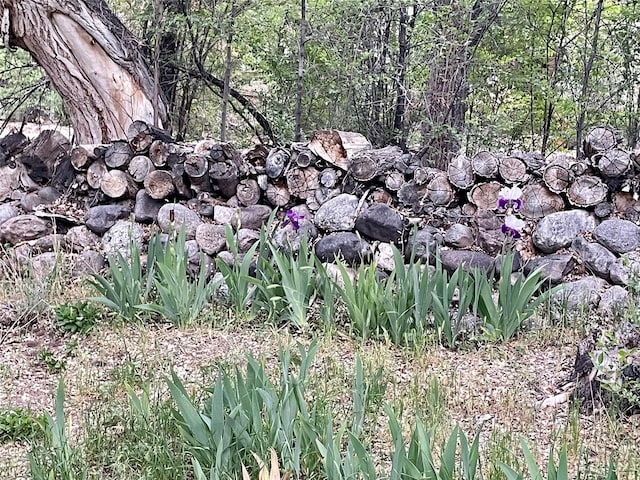 view of local wilderness