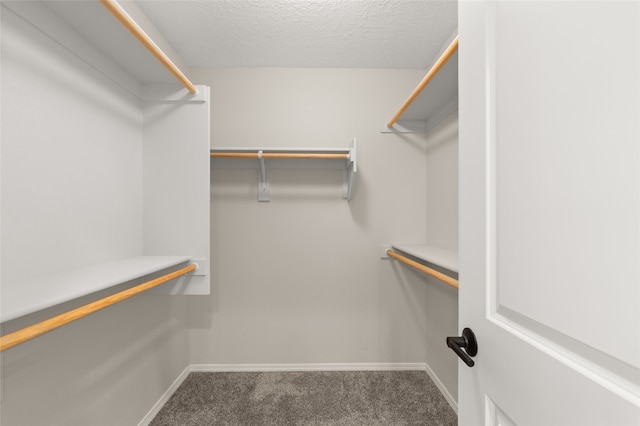 walk in closet featuring carpet flooring