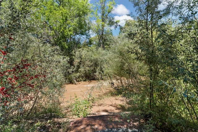 view of local wilderness