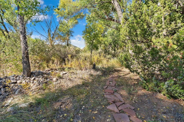 view of local wilderness