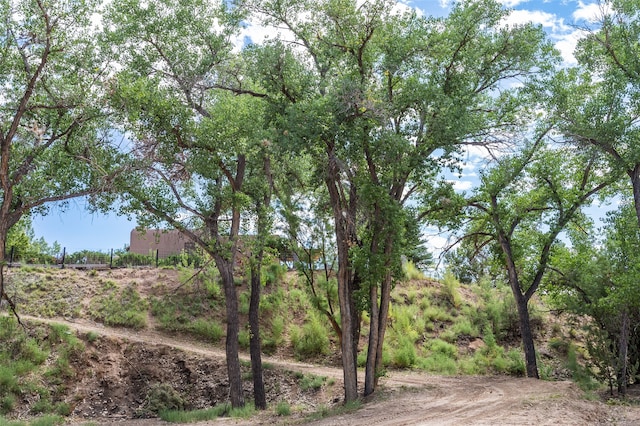 view of local wilderness