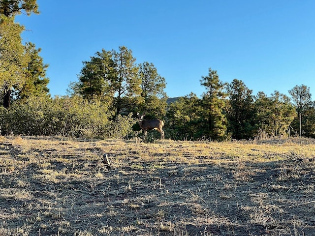 Listing photo 2 for 4226 Alabama Ave, Los Alamos NM 87544