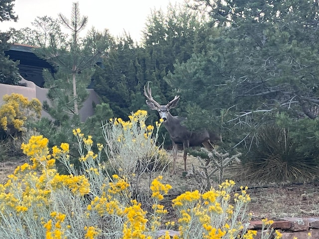 view of local wilderness